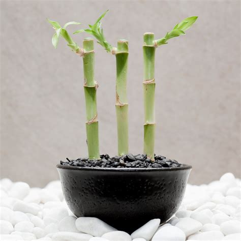 室內植物招財|新春開運植物怎麼選？室內招財植物推薦6種，招來貴。